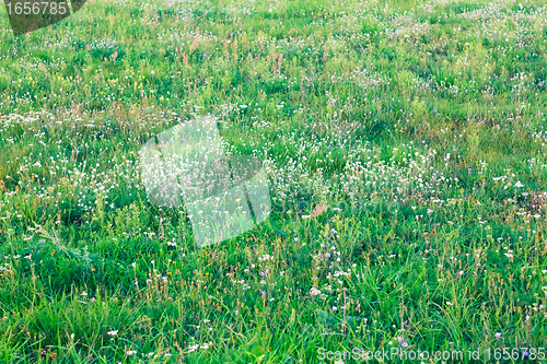 Image of Grass pattern