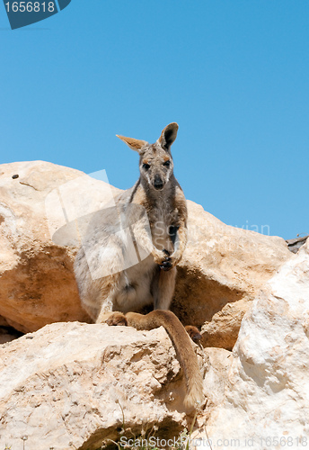 Image of yellow footed rock wallaby