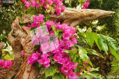 Image of beautiful pink flowers in the garden