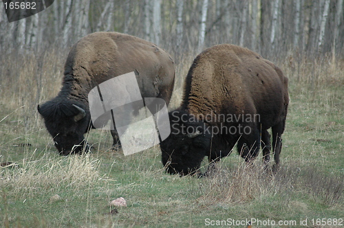 Image of Bison