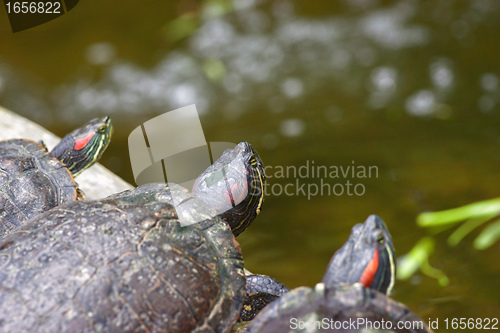 Image of tortoises on waters edge