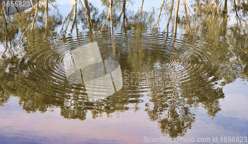 Image of river gum trees reflecting in river