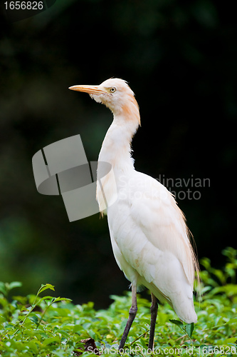 Image of cattle egret bird on bush