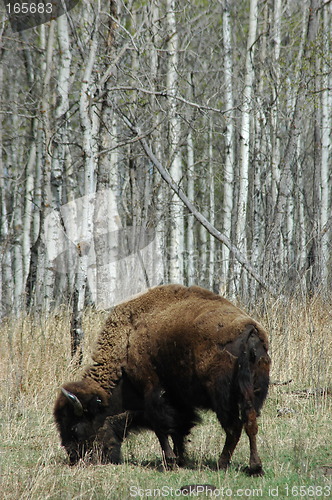 Image of Bison and birch