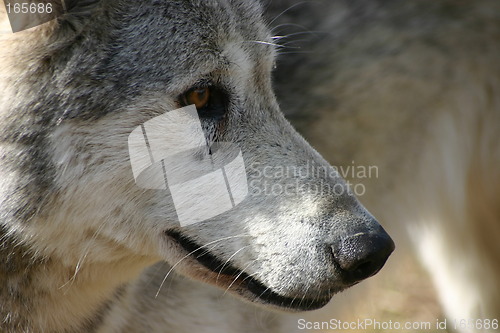 Image of Grey Wolf