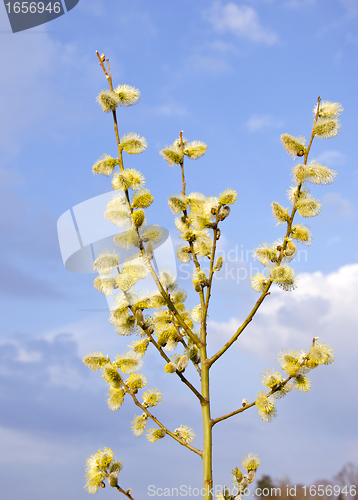 Image of kittens in spring blooming tree branch blue sky 