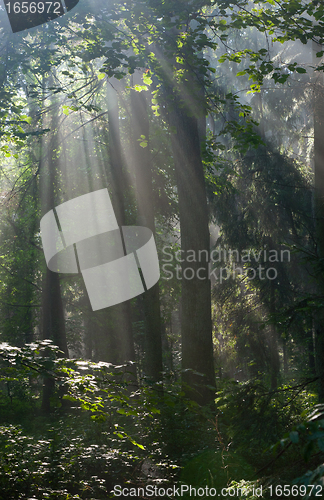 Image of Sunbeam entering rich deciduous forest