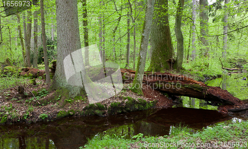 Image of Two large tree by slow flowing river