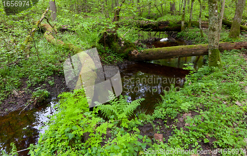 Image of Springtime view of natural deciduous stand with little river