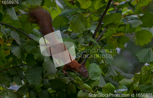 Image of Tree squirrel closeup