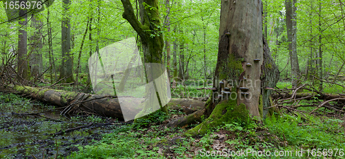 Image of Wind broken spruce in springtime