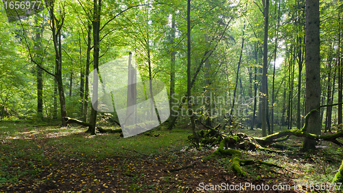 Image of Shady deciduous mainly hornbeam stand