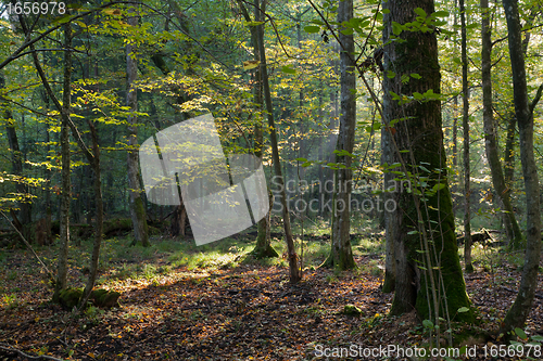 Image of Morning sun entering deciduous stand