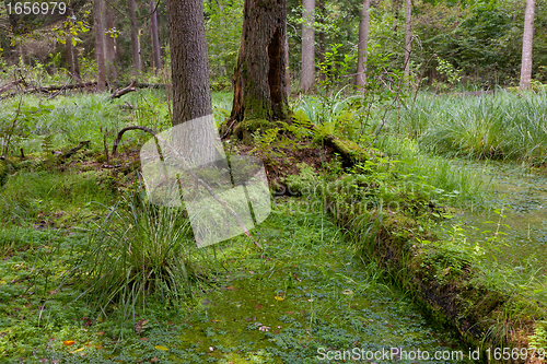 Image of Natural stand of Bialowieza Forest with standing water