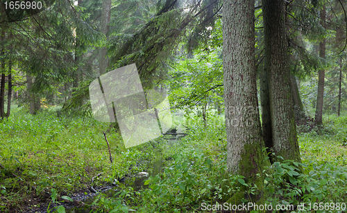 Image of Summertime look of deciduous stand with little stream