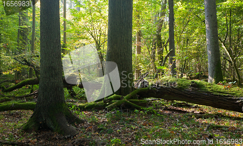 Image of Autumnal natural deciduous forest in morning