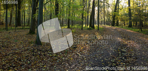 Image of Dirt road crossing old deciduous stand