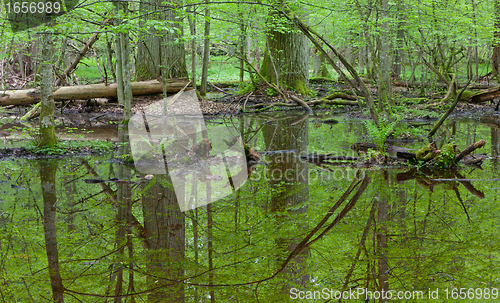 Image of Springtime wet deciduous forest with standing water