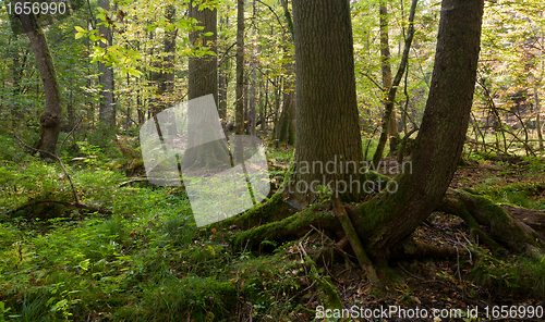 Image of Autumnal natural deciduous forest in morning