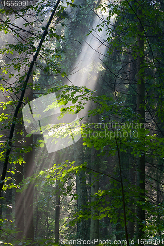 Image of Sunny morning in the forest