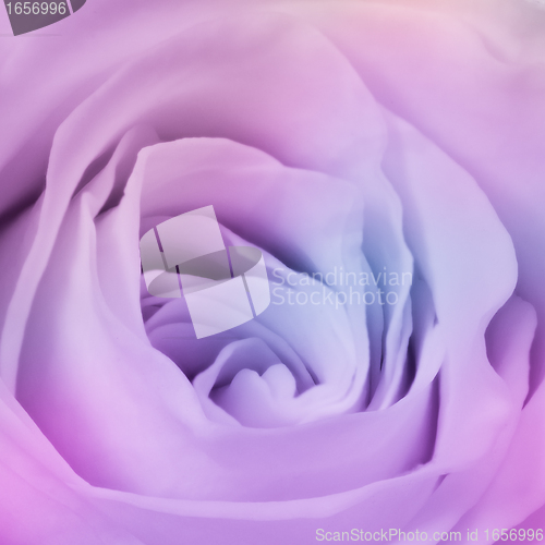 Image of multicolor rose