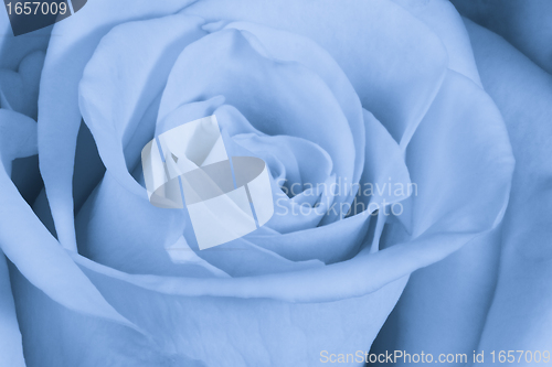 Image of blue rose close up