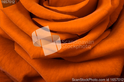 Image of orange rose