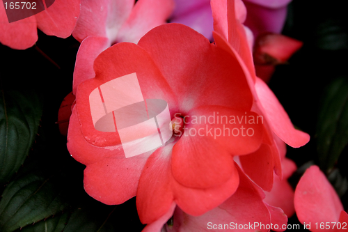 Image of Pink flower