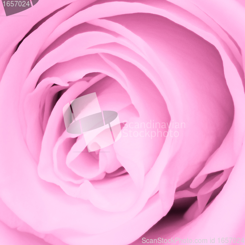 Image of pink rose close up