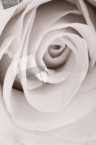 Image of white rose close up