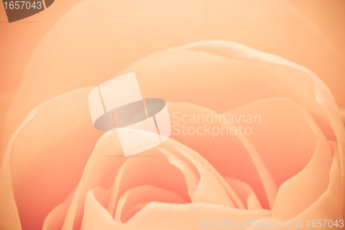 Image of orange rose macro