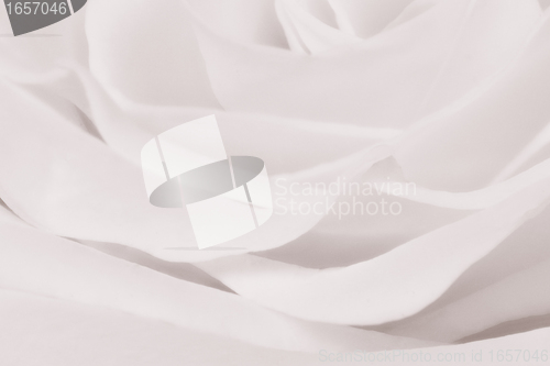 Image of white rose close up