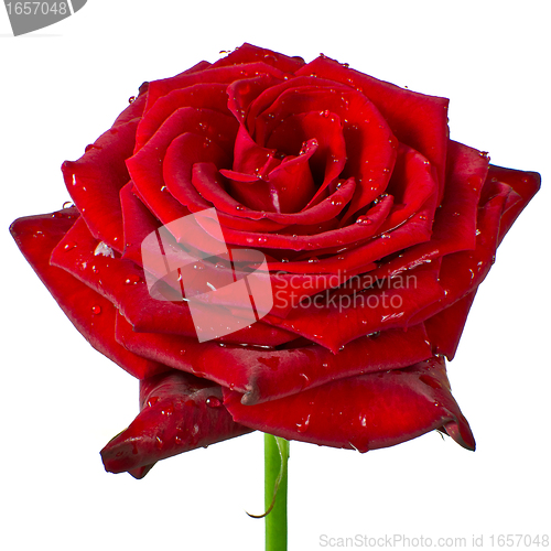 Image of red rose