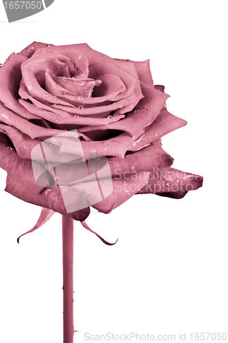 Image of pink rose