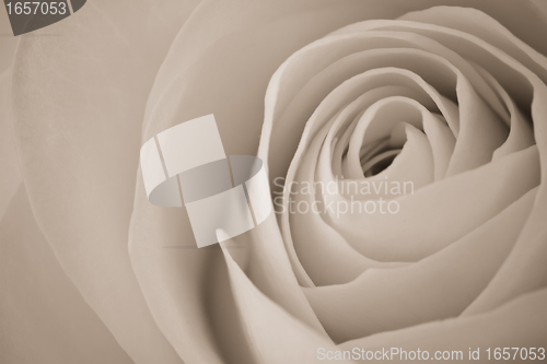 Image of white rose macro