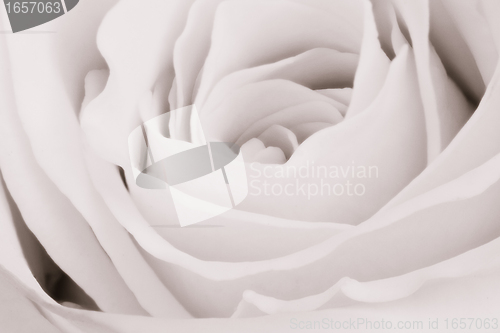 Image of white rose close up