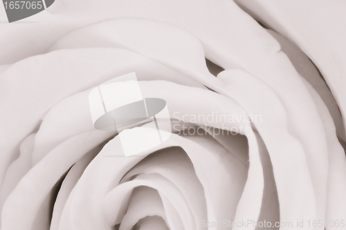 Image of white rose close up
