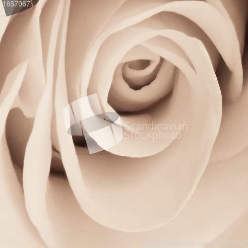 Image of white rose close up