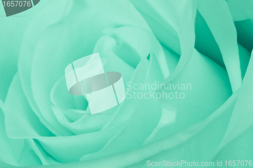 Image of green rose close up