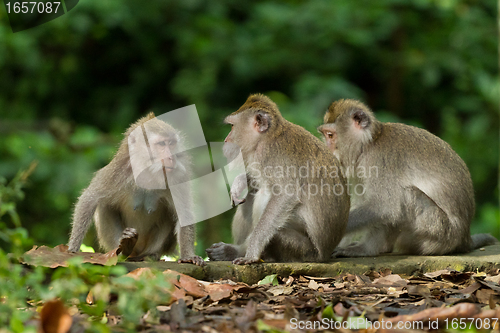 Image of Monkey (Macaca fascicularis)