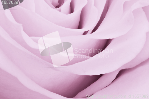 Image of violet rose close up