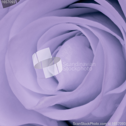 Image of violet rose close up