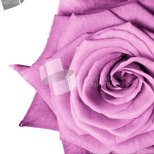 Image of pink rose