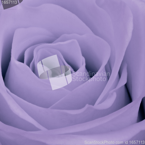 Image of violet rose close up