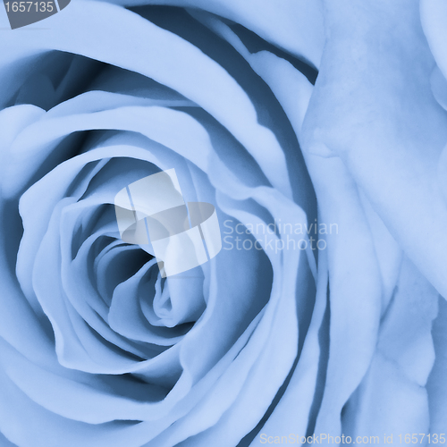 Image of blue rose close up