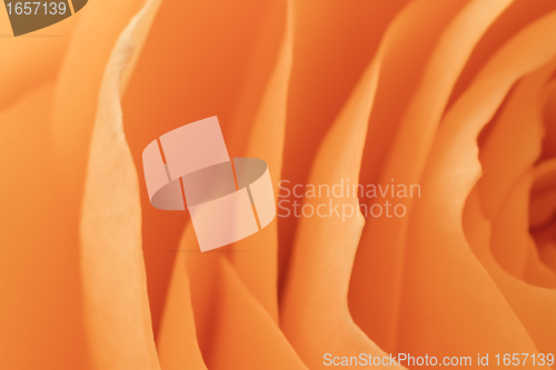 Image of orange rose macro