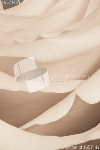 Image of white rose close up
