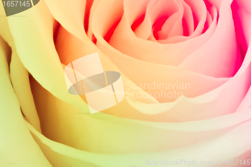 Image of multicolor rose