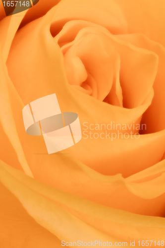 Image of orange rose close up