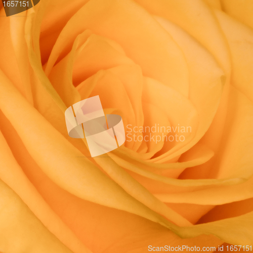 Image of orange rose close up